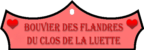 SITE WEB ELEVAGE DU CLOS DE LA LUETTE SPECIALISE POUR LE BOUVIER DES FLANDRES © COPYRIGHT DEPOSE